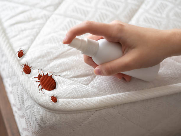 Emergency Pest Control in Montebello, NY